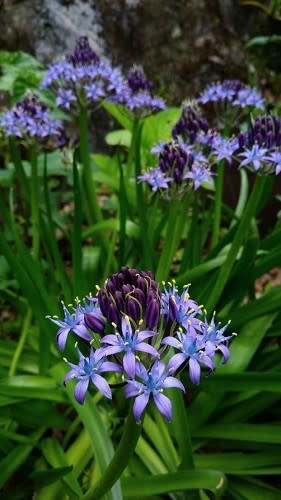 青紫色のシラーの花 標高３３０ｍのモノローグ