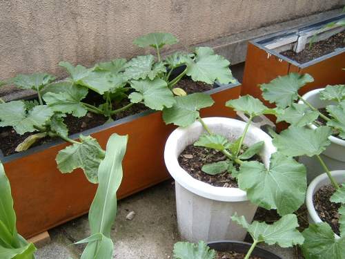 屋上菜園 日記