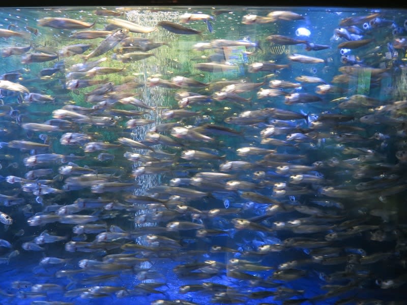 碧南水族館に行ってきましたの画像