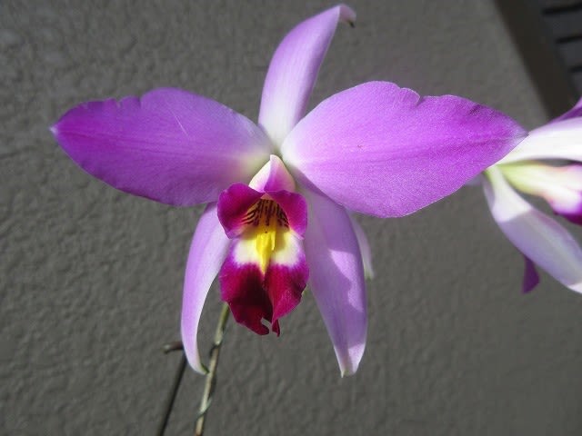 レリア アンセプス L.anceps guerrero × L.anceps 'Irwins' AM
