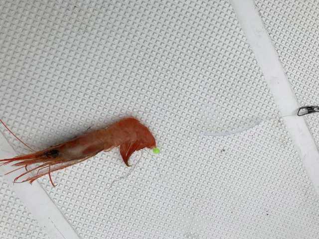 甘い甘い海老で鯛を釣る 保存用メモ帳扱い