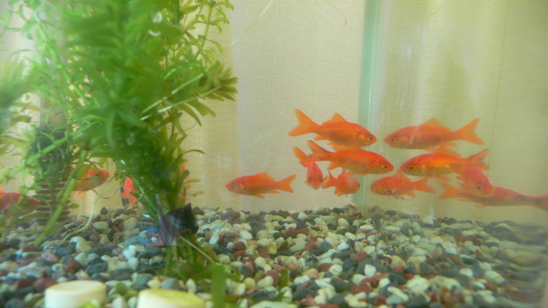 金魚のお部屋清掃 老いてからの日々 金魚のお部屋清掃 老いてからの日々