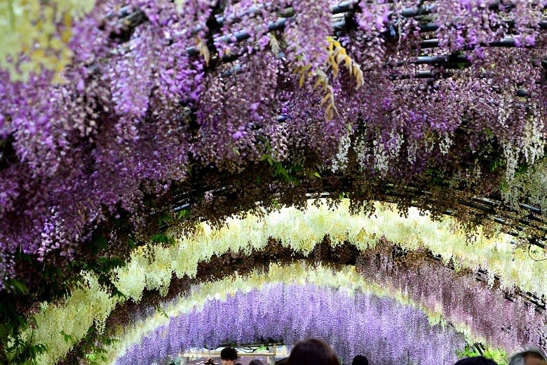 絶景 北九州の河内藤園 米cnnが選んだ 日本の最も美しい場所31選 その１ 日常