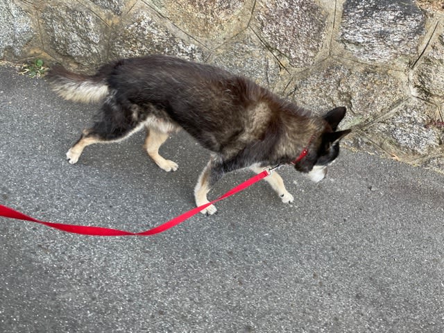 おじいちゃん犬 チョッパーのこと おじいちゃん犬 チョッパーのこと