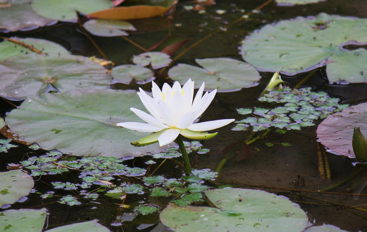 於大公園の画像