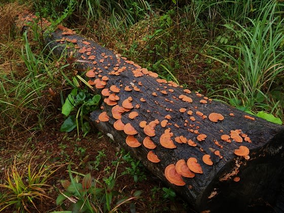 サルノコシカケに朱色のペンキを塗ったようなキノコ ヒイロタケ
