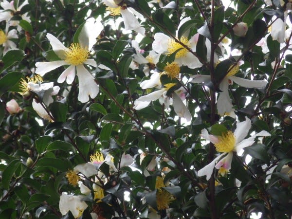 サザンカ 冬に花咲く貴重な花木は11月6日の誕生花 Aiグッチ のつぶやき
