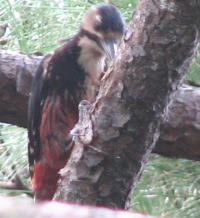 061010whitebackedwoodpecker2