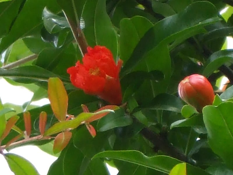 ザクロの花♪