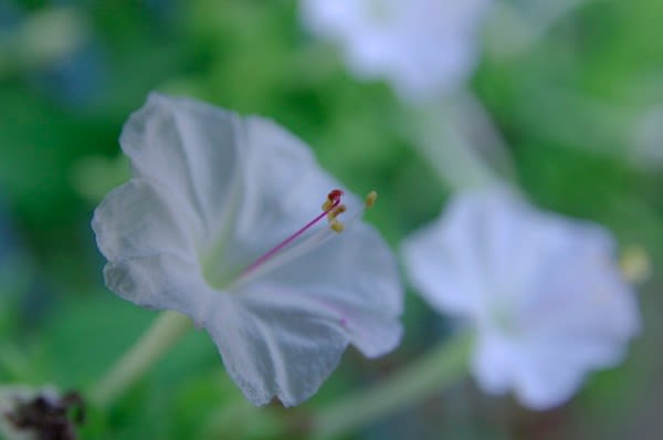 オシロイバナ 8月23日の誕生花 花言葉を学ぶ Aiグッチ のつぶやき