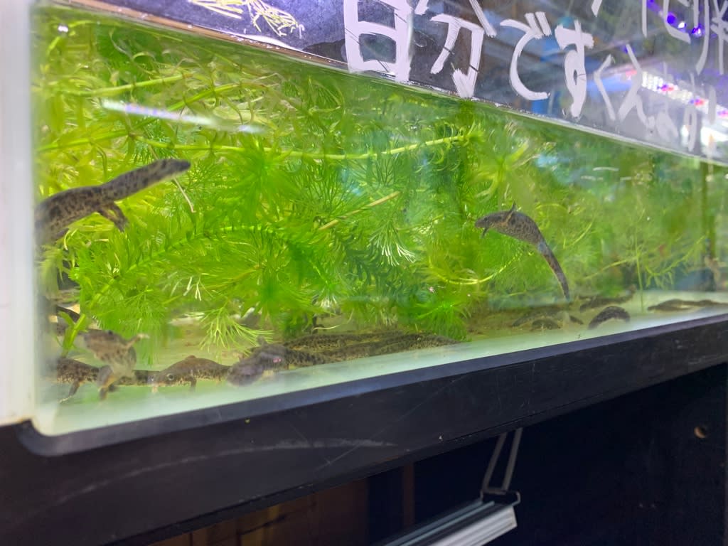イベリアトゲイモリ 熱帯魚店モンスターアクアリウム 川口店 買取販売情報 イベリアトゲイモリ 熱帯魚店モンスターアクアリウム 川口店 買取販売情報