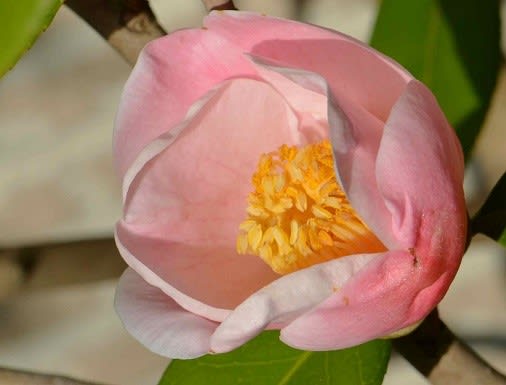 秋咲きツバキの花 ２ 西王母 Koba の庭 春夏秋冬