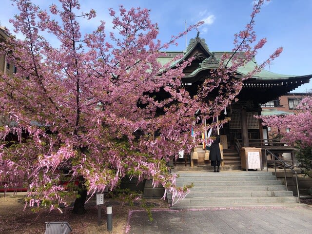 桜新町 桜神宮 煉獄さんの出身地 レトロ絵日記と好きなもの