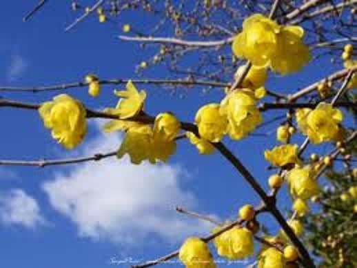 老梅 ろうばい 椿 蝋梅（ろうばい） - 🌸🌸扉の向こうに🌸🌸