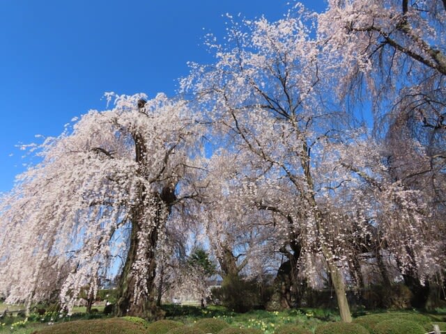 安養寺のシダレザクラ（枝垂桜）　長野県　松本市