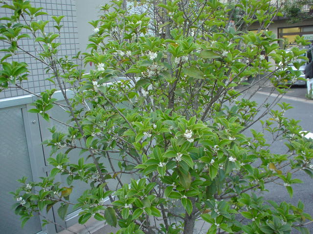 白い木犀の花 goro s 花 diary 白い木犀の花 goro s 花 diary