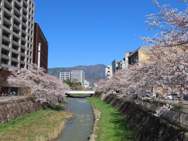 女鳥羽川（めとばがわ）の桜　長野県　松本市