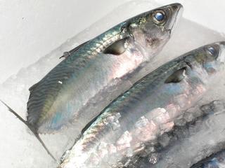 魚は肉に比べて高いか 安いか ２ 安くて美味しい魚の条件 魚のアトリエ うおとりえ