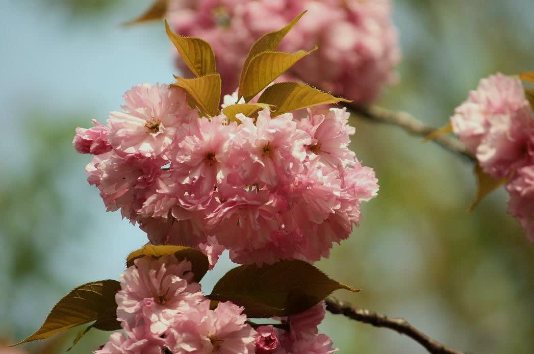 こんな花が咲いてた・・・の画像