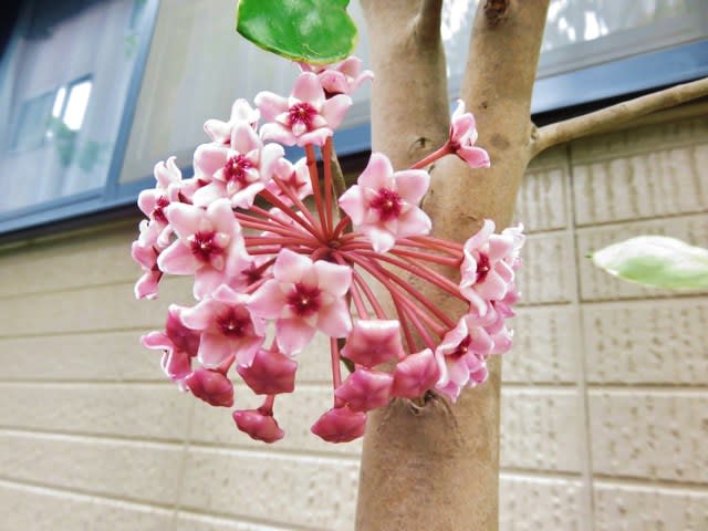 自宅の花 サクラランなど さざんかのゆるゆる散歩