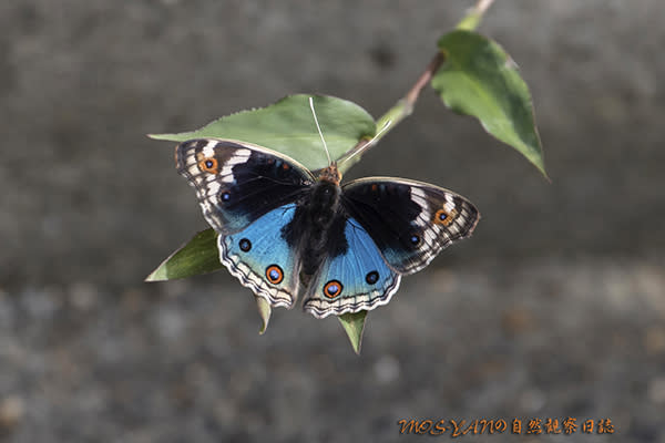 宮古島の蝶 その2   の自然観察日誌