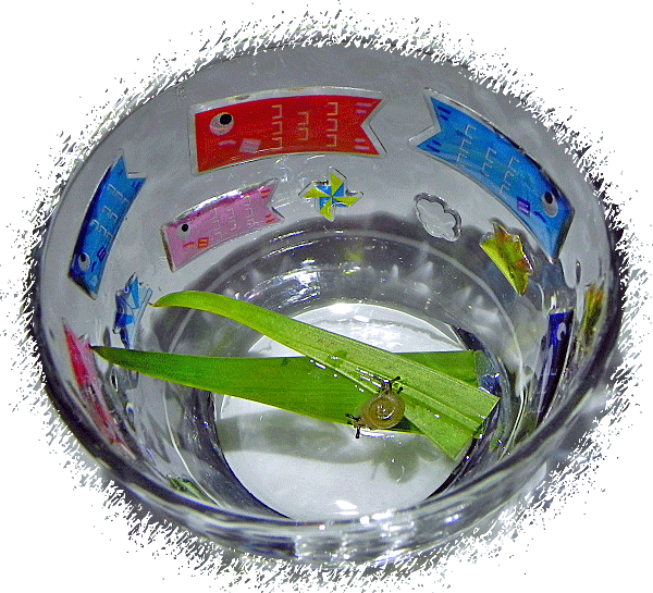 今日のかたつむり かたつむりが好き 今日のかたつむり かたつむりが好き