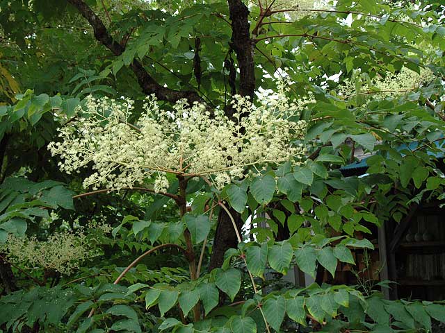 タラノキの花 アルママの気まぐれ日記