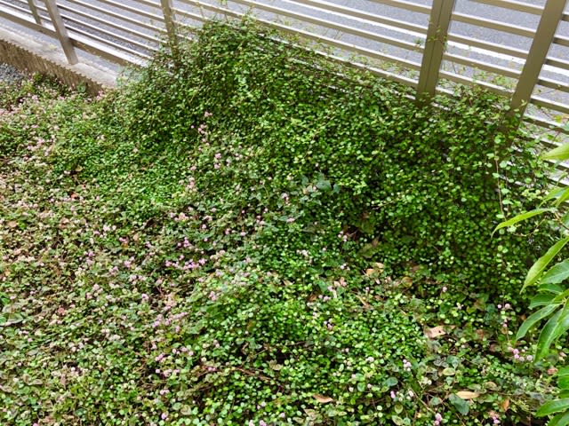 増えすぎたワイヤープランツの剪定 年末ご挨拶 雑木と宿根草とクレマチスの小さな庭づくり