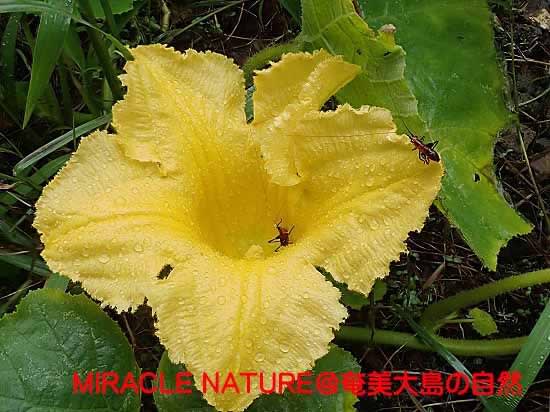 カボチャの花の上にササキリ幼虫 Miracle Nature 世界自然遺産の島 奄美大島