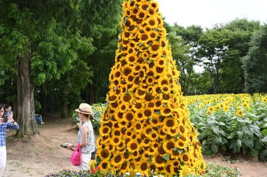 世羅高原農場の ひまわりまつり 平成29年8月11日 金 未熟なカメラマン さてものひとりごと 世羅高原農場の ひまわりまつり 平成29年8月11日 金 未熟なカメラマン さてものひとりごと