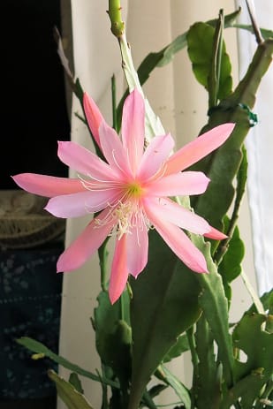 クジャクサボテン ピンク 庭の花