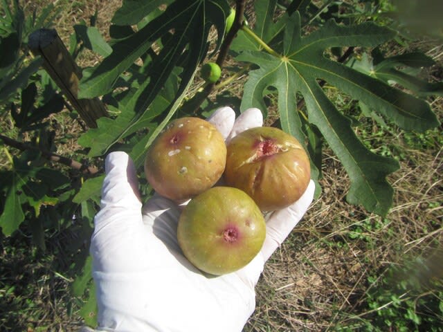 イチジク 柿 ミカン のブログ記事一覧 大好き 野菜の時間