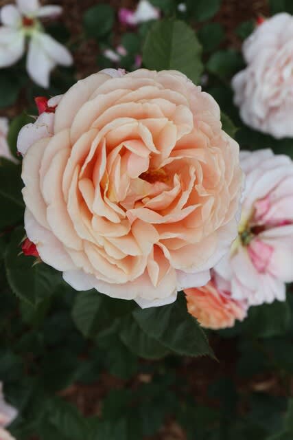 やさしいアプリコット色のバラ「パートナー」（春薔薇シリーズ 21-374） - 野の花 庭の花