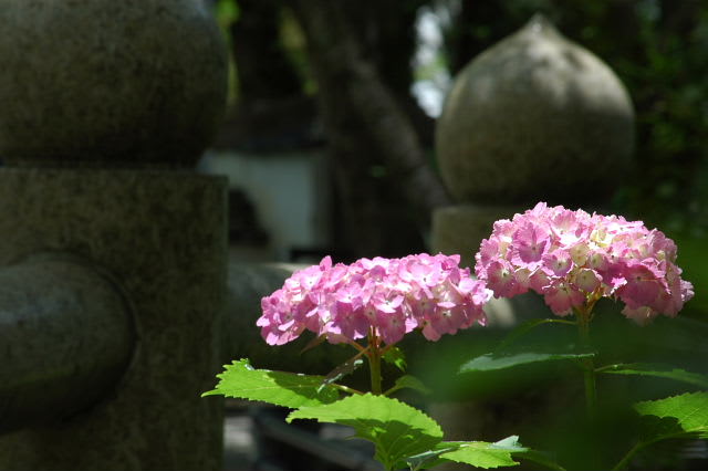 根来寺の紫陽花 おいやんの写真日記