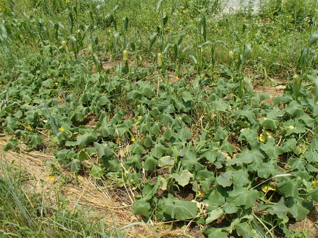 地這えキュウリ 無農薬 自然菜園 自然農法 自然農 で 自給自足life 持続可能で豊かで自然な暮らしの分かち合い