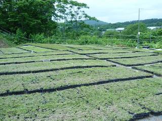 芝桜の育て方 のブログ記事一覧 北海道のいずみ園芸