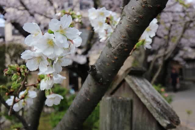 京都 15桜 墨染寺 墨染桜 京都 神楽坂 美味彩花 京都 15桜 墨染寺 墨染桜 京都 神楽坂 美味彩花