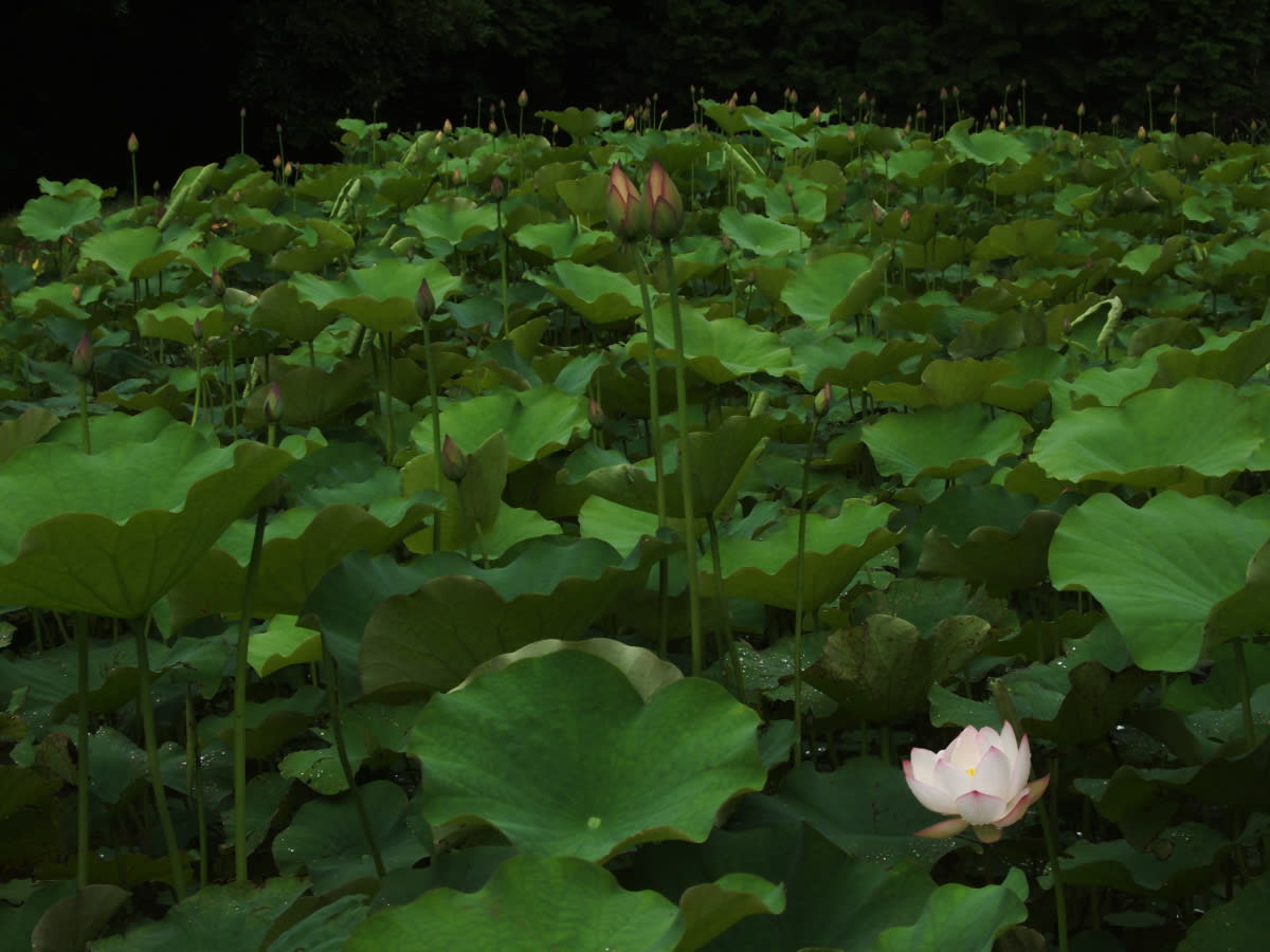 ようやく蓮の花が咲き始めました！の画像