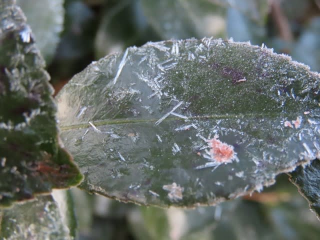 サザンカ（山茶花）の葉についた霜