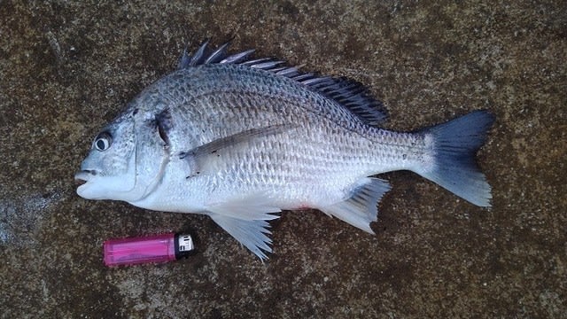 久しぶりのチヌ 喪中釣り 波止釣大好き 特に落とし込み