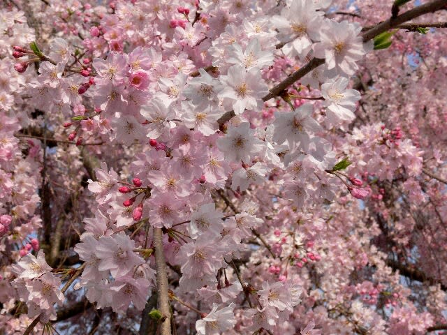 この枝垂れ桜に見ほれて近づき撮影