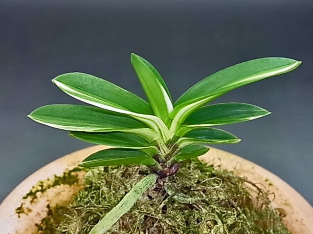 玉金剛白縞 - 富貴蘭讃歌