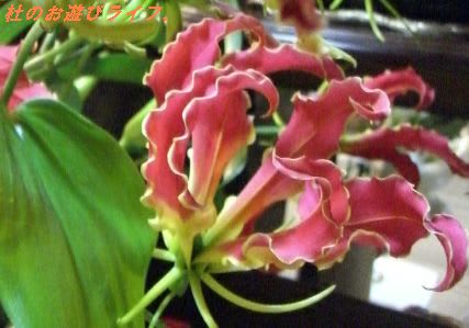 グロリオサ 百合車 ユリグルマ 狐百合 キツネユリ 杜のお遊びライフ グロリオサ 百合車 ユリグルマ 狐百合 キツネユリ 杜のお遊びライフ