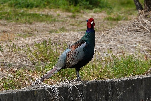 キジが鳴いた 万華鏡 キジが鳴いた 万華鏡
