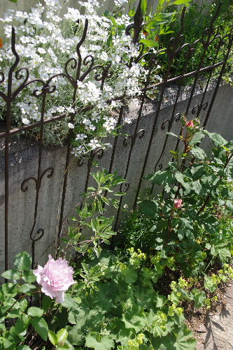 ツルバラ クレマチスを誘引するアイテム 小さな庭の花日記
