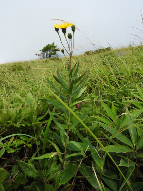 高ボッチ高原・鉢伏山で最近咲いている花　ヤナギタンポポ（柳蒲公英）