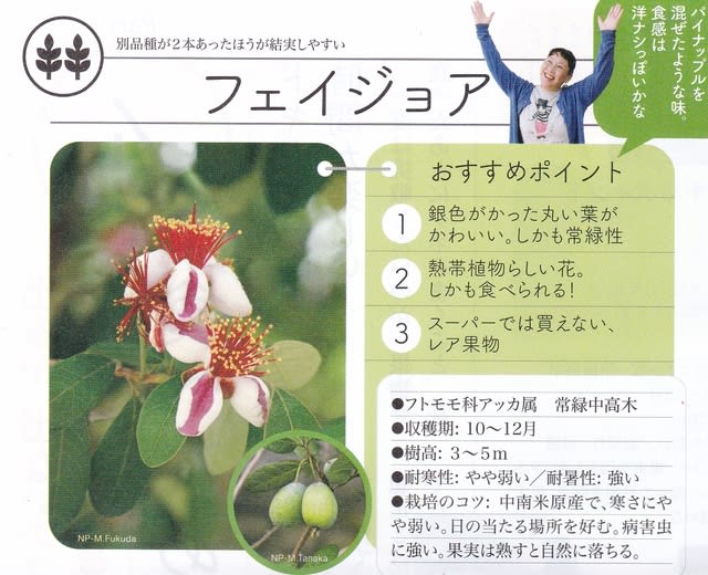 フェイジョア 21年10月日 金 Peaの植物図鑑
