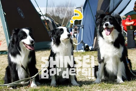 bordercollie_ボーダーコリー