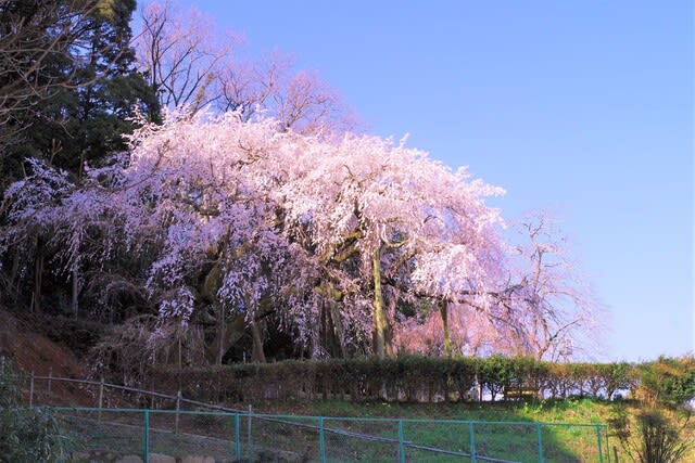 奥山田のしだれ桜を撮って来ました いいたんの散歩道