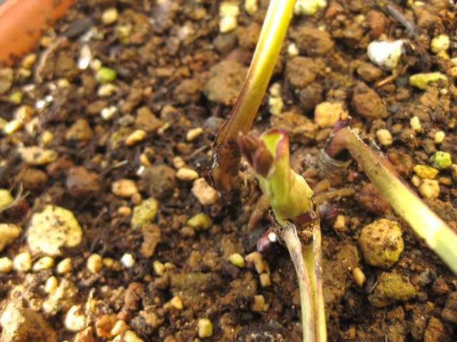 クリスマスローズ 原種 蕾かな Let S Growing A Favorite Perennial Plant